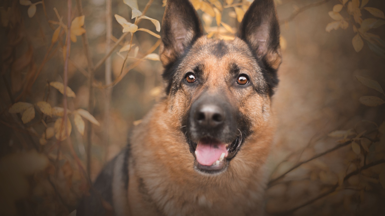 Немецкая овчарка с открытым ртом  смотрит на хозяина