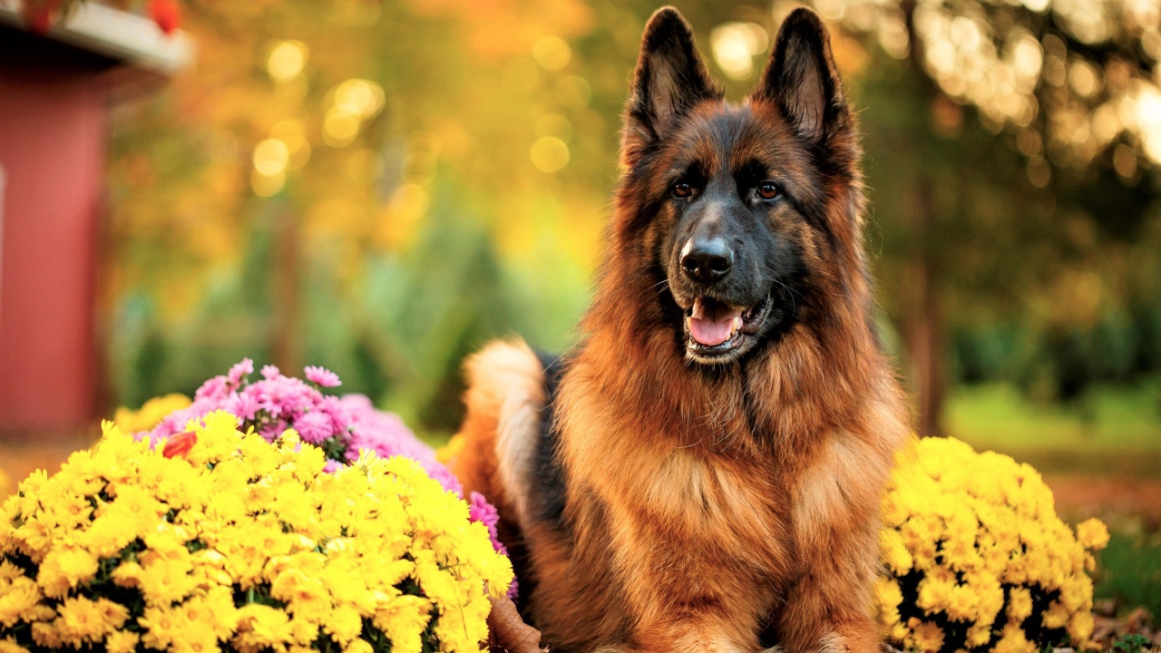 Немецкая овчарка с высунутым языком с кустами хризантем