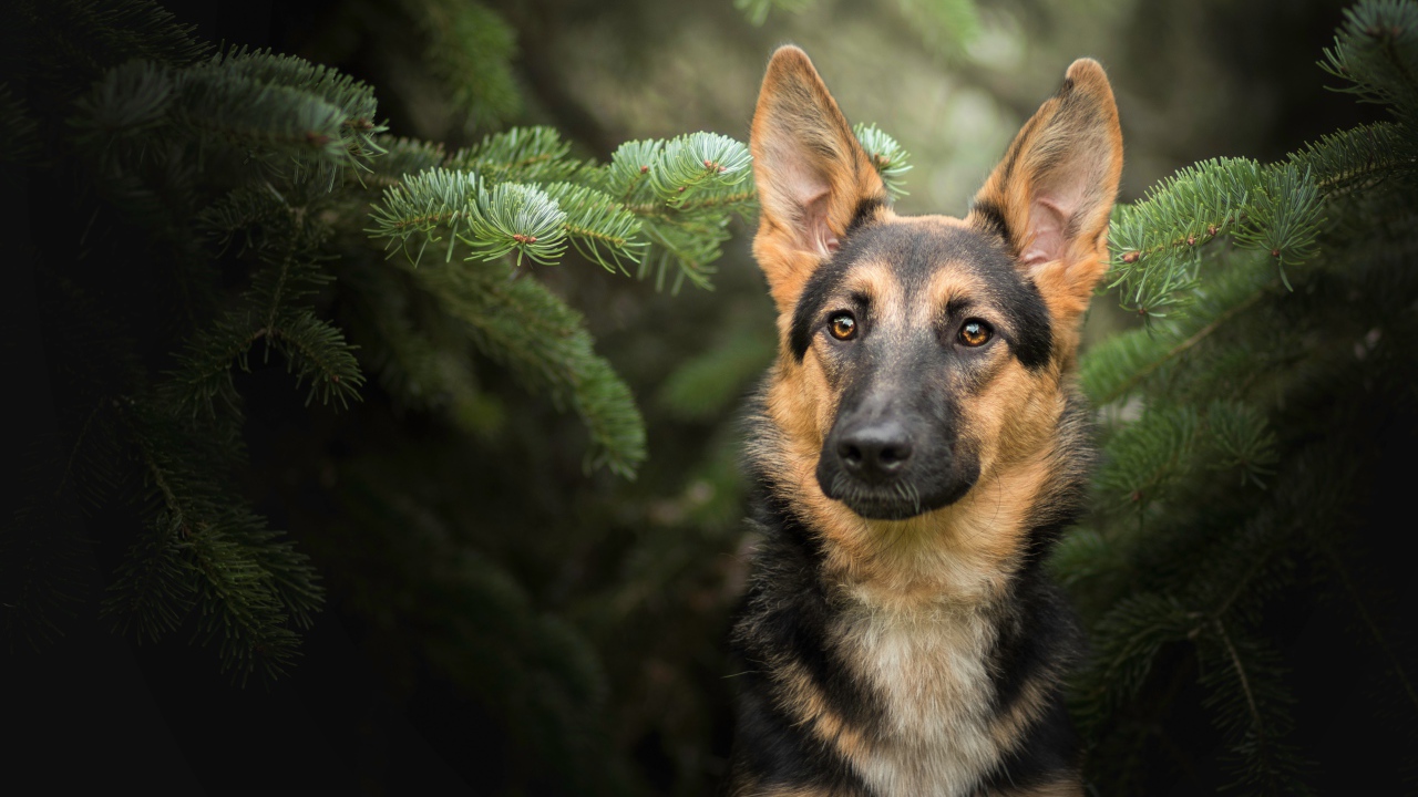 Немецкая овчарка сидит в зеленых ветках ели