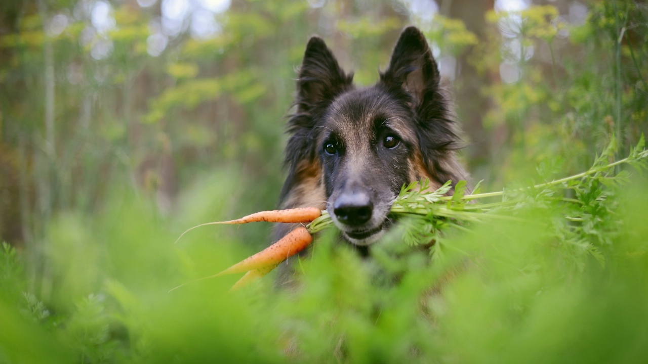 Немецкая овчарка с морковью в зубах 
