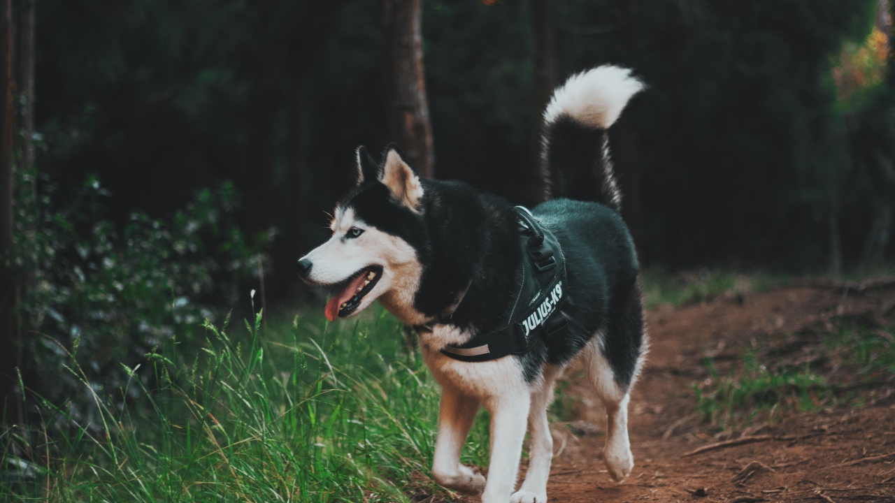 Собака породы хаски на прогулке