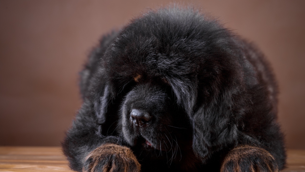 Большой пушистый черный щенок тибетского мастифа