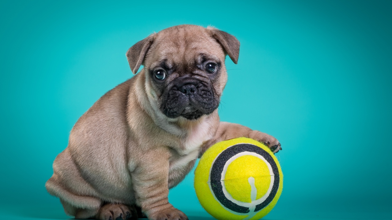 Маленький щенок бульдога с мячиком на голубом фоне
