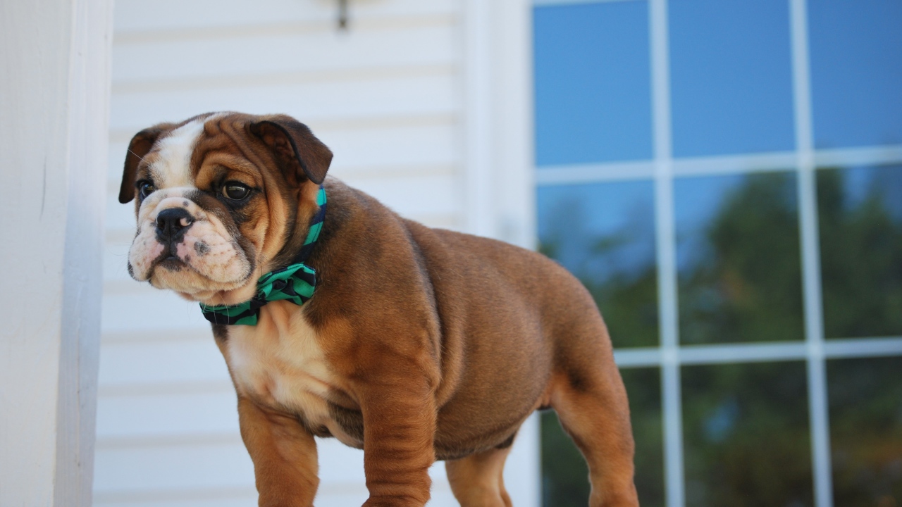 Маленький щенок английского бульдога на пороге 
