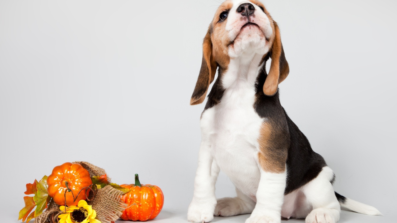 Маленький щенок бигля позирует на сером фоне