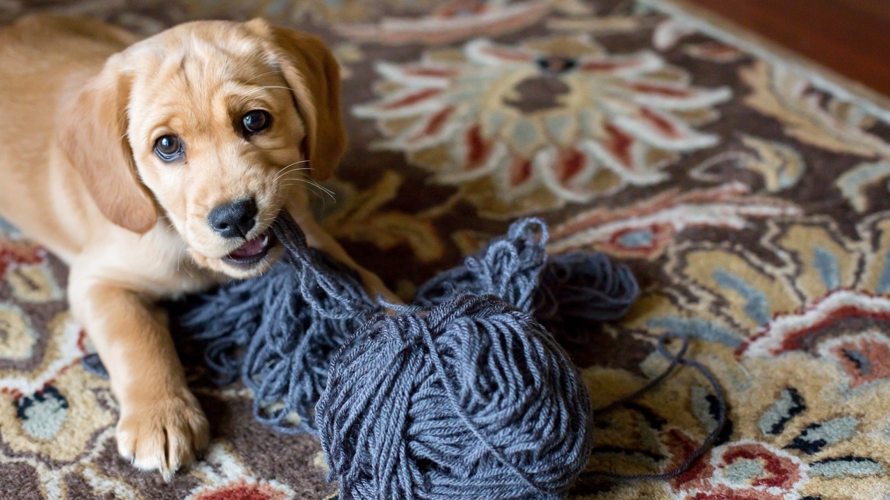 Маленький щенок грызет нитки 