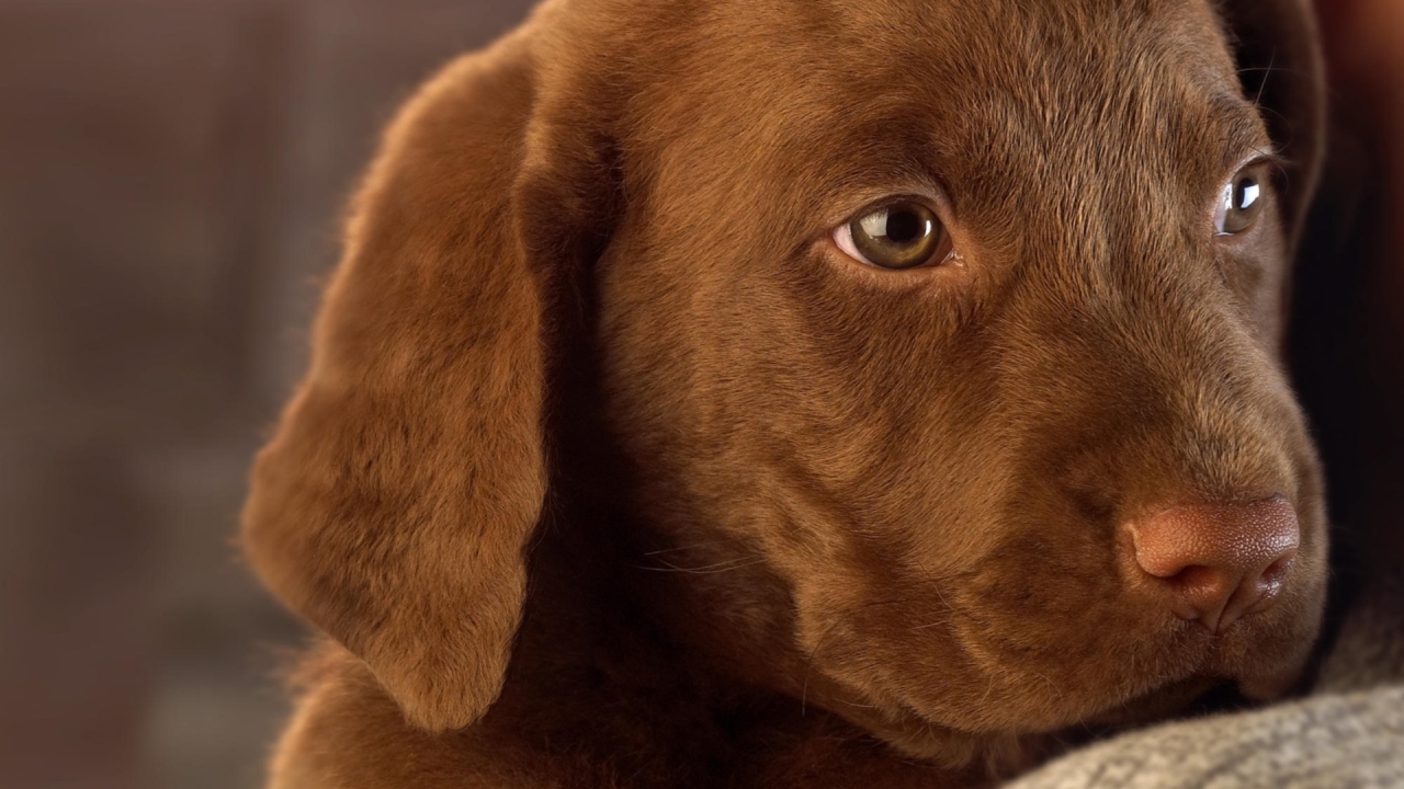 Маленький грустный коричневый  щенок лабрадора 