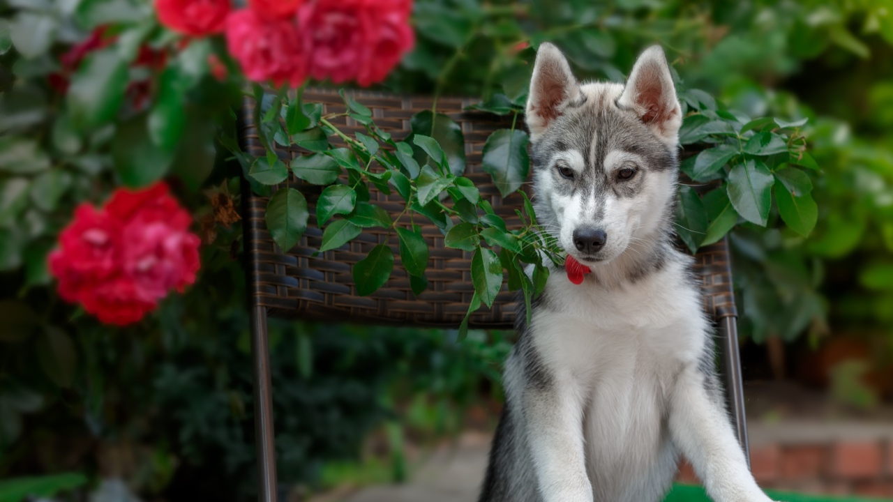 Щенок хаски стоит на стуле рядом с красными цветами