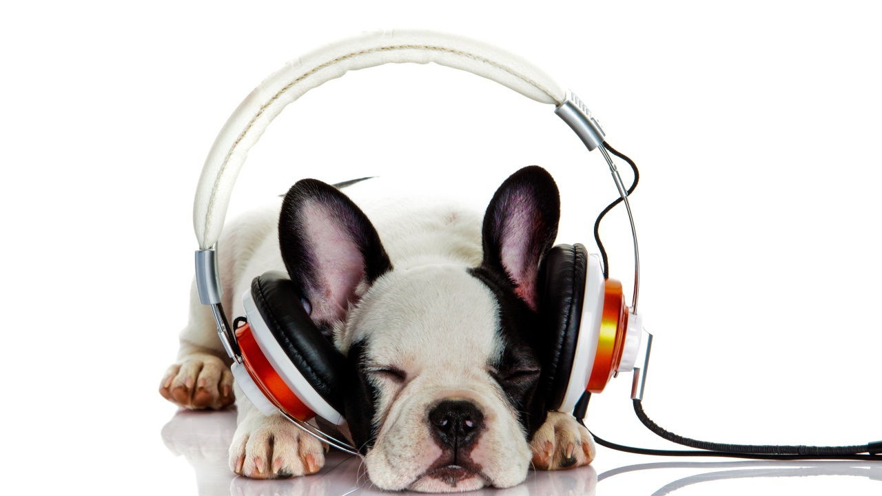 Щенок французского бульдога в наушниках 