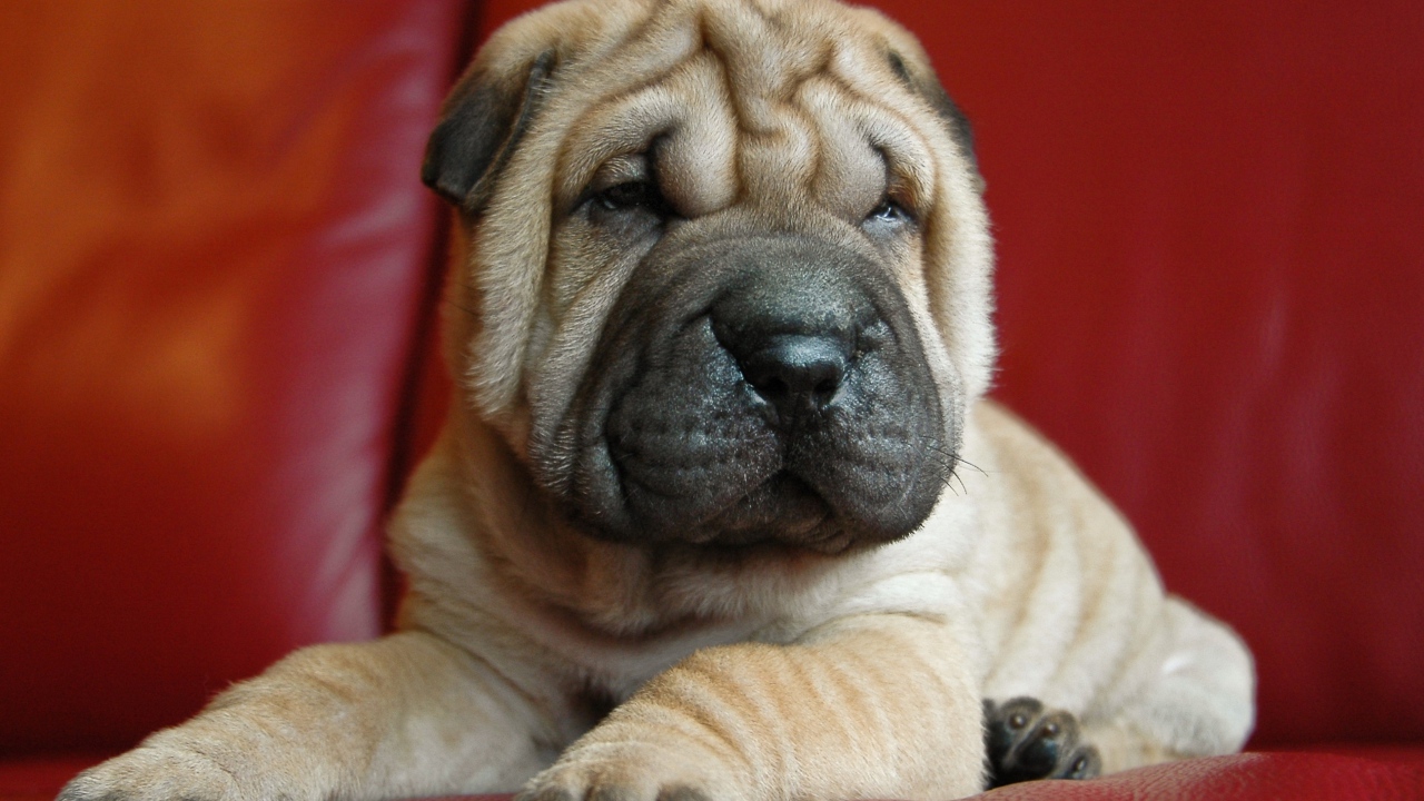 Щенок шарпея на красном фоне 