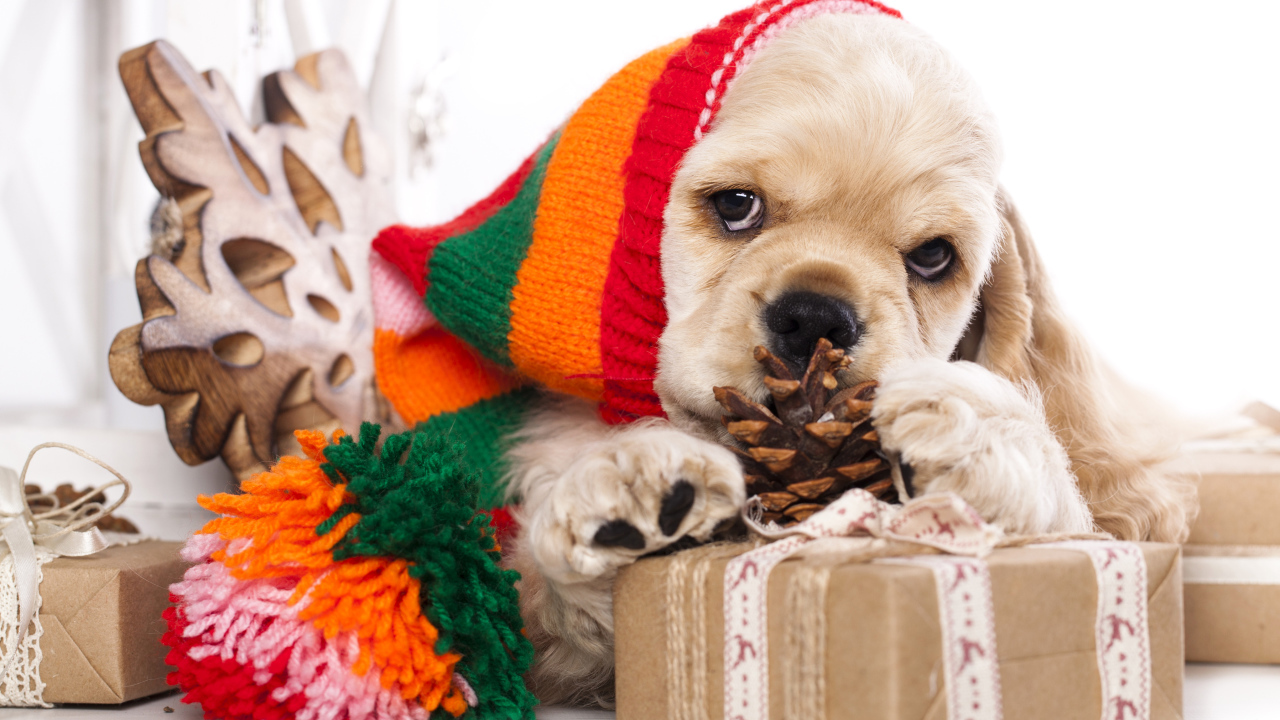 Щенок спаниеля в шапке с подарками