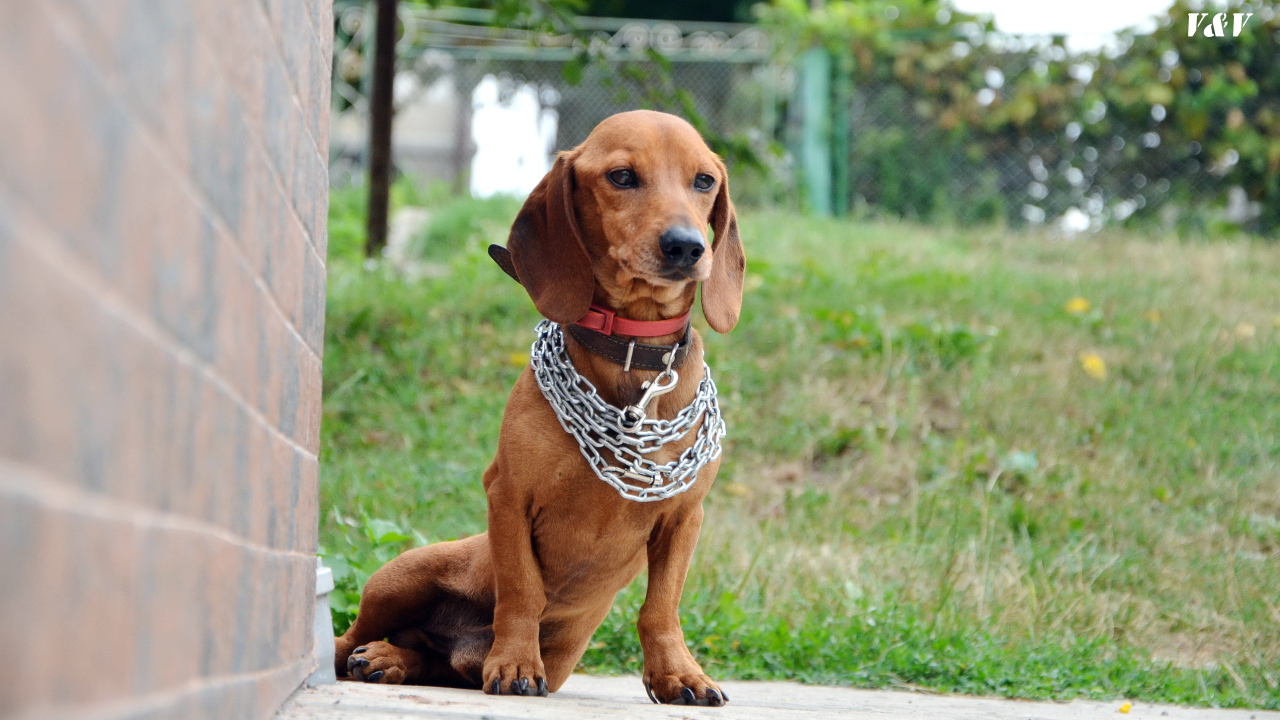 Грустная такса с цепью на шее