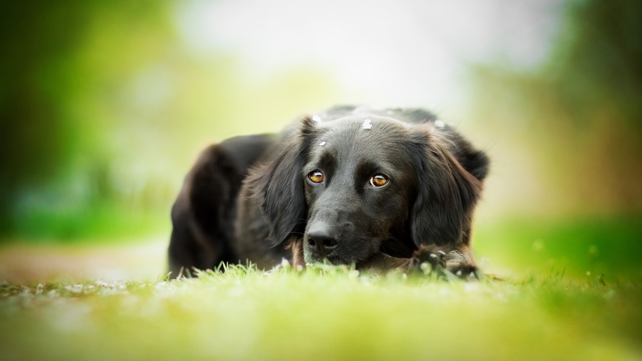 Грустный черный пес лежит на зеленой траве