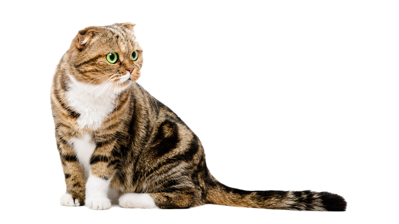 Шотландский вислоухий кот на белом фоне
