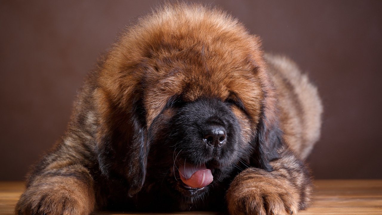 Милый пушистый щенок тибетского мастифа с высунутым языком