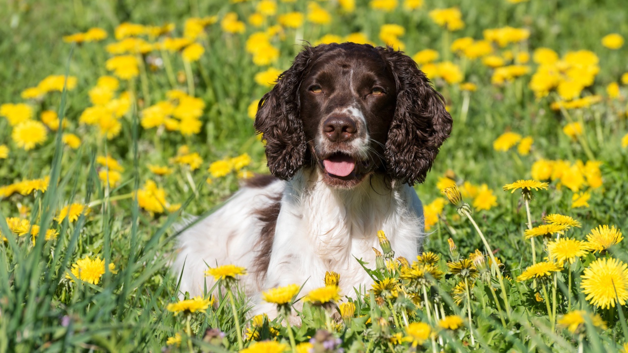Кокер- спаниель лежит в желтых цветах одуванчика