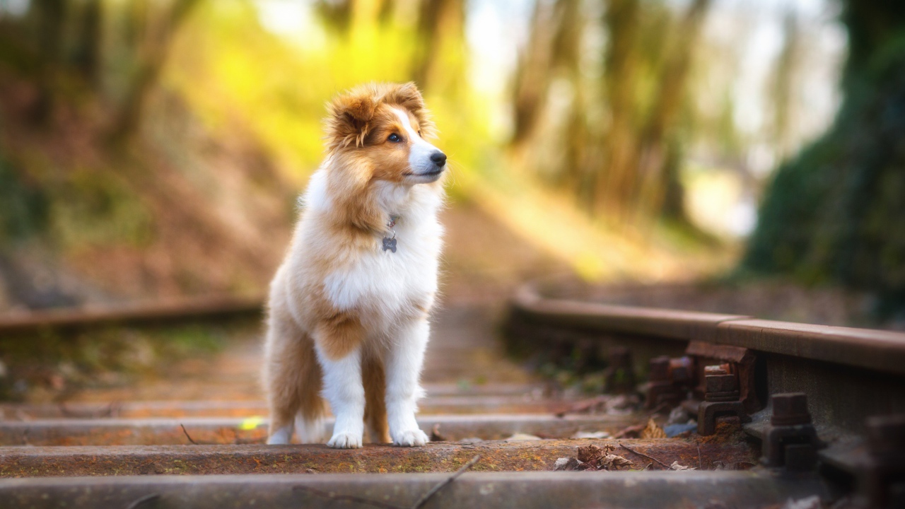 The Scottish Shepherd Dog Stands On The Railway Tracks