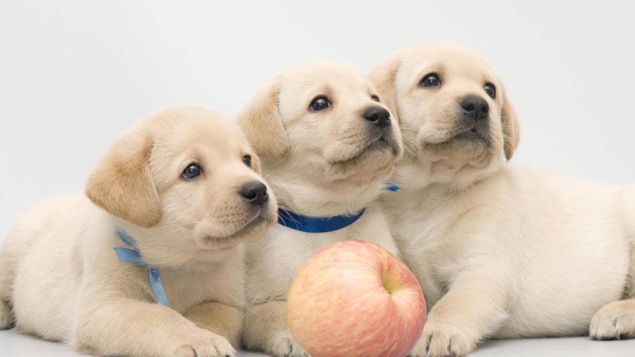 Три забавных щенка золотистого ретривера с яблоком
