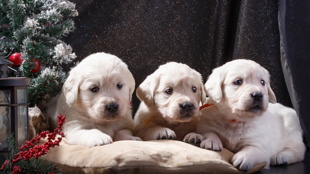 Три щенка золотистого ретривера лежат на подушке у маленькой елки