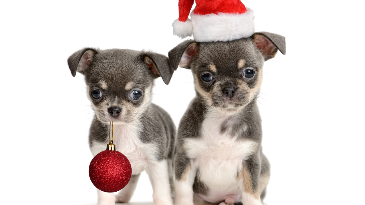 Два щенка чихуахуа с новогодним декором, символ Нового года 2018