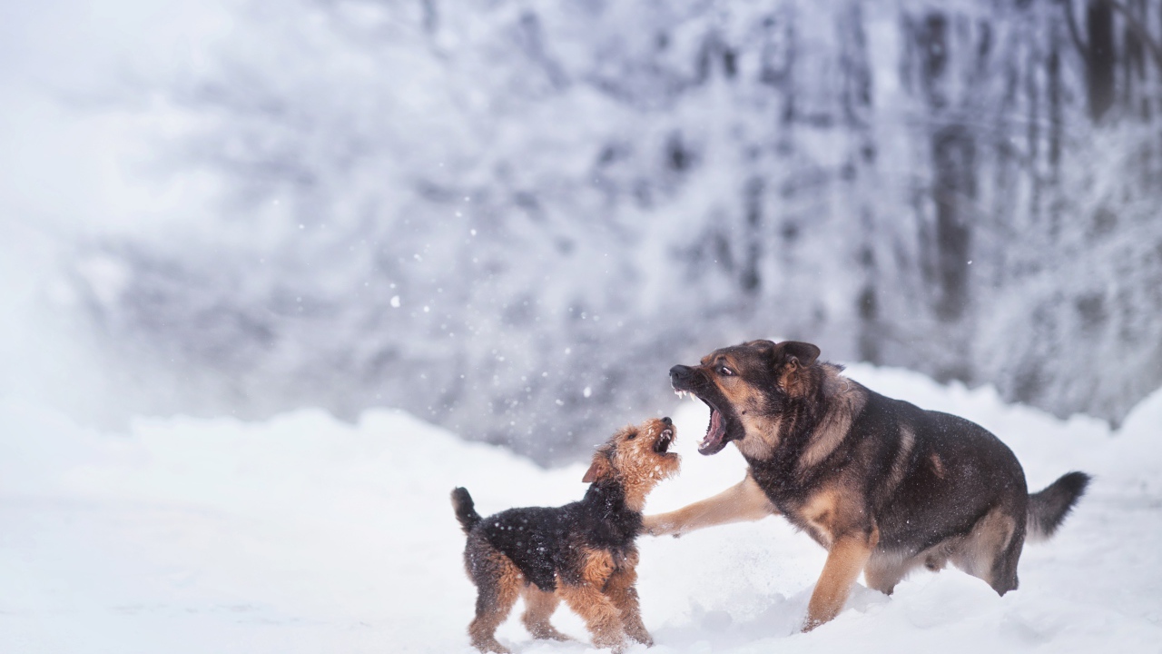 Две собаки играют на снегу