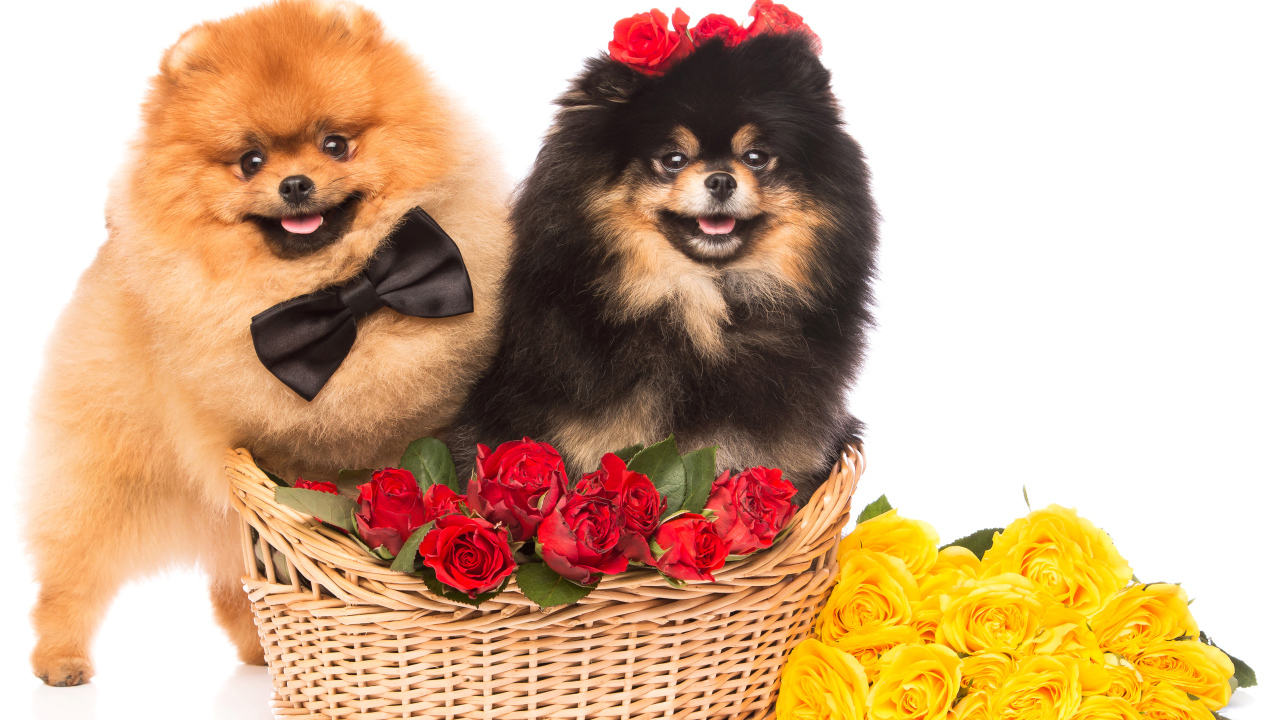 Две собаки породы шпиц с красными и желтыми розами