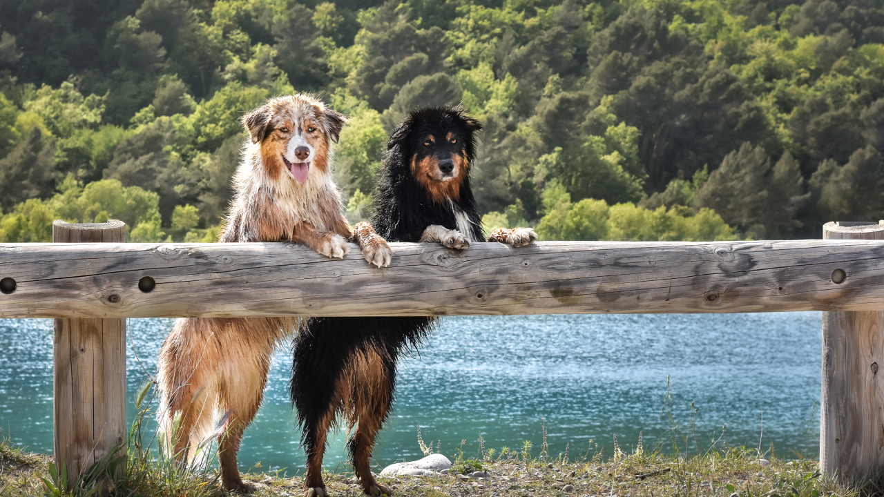 Две мокрых собаки породы Австралийская Овчарка