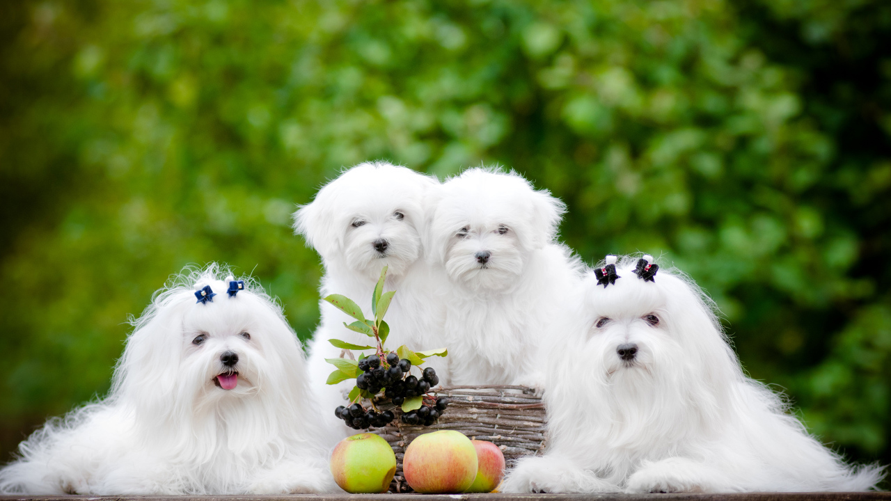 Две белых собаки породы Мальтийская болонка с щенятами