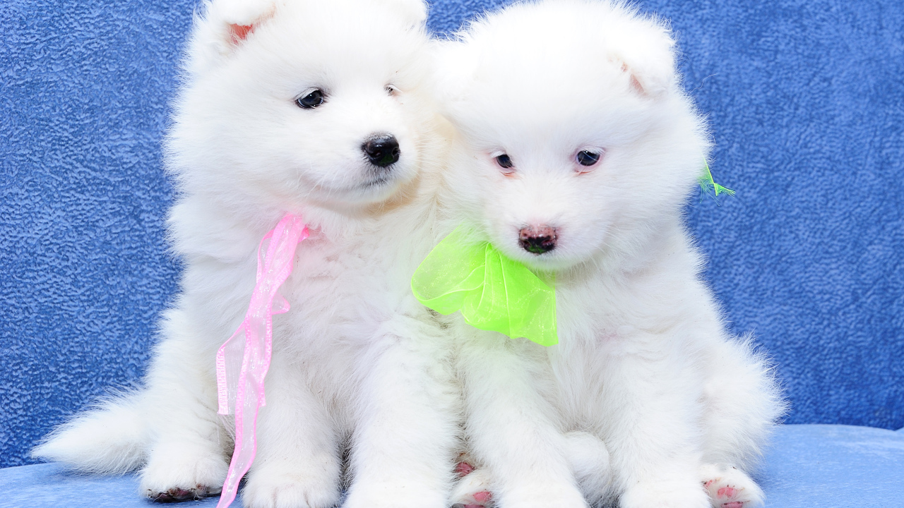 Два белых пушистых щенка самоедской лайки на голубом фоне