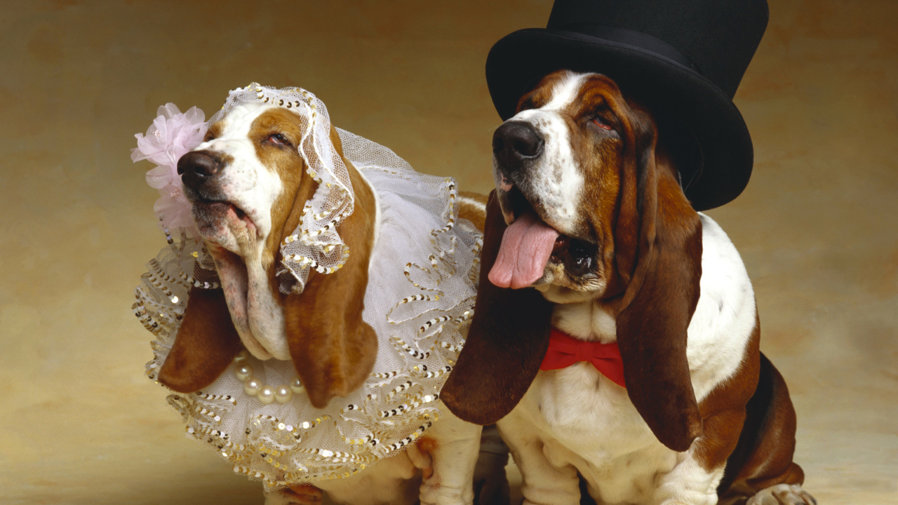 Свадьба собак породы Бассет хаунд