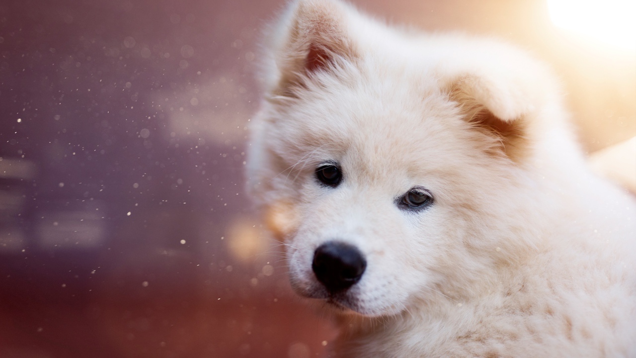 Белый пушистый щенок самоедской собаки