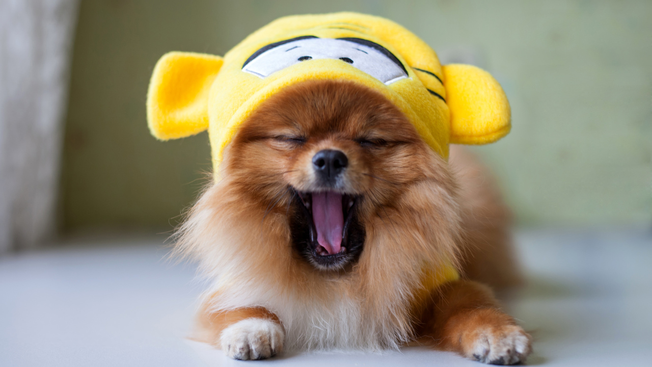 Зевающий шпиц в забавной желтой шапке