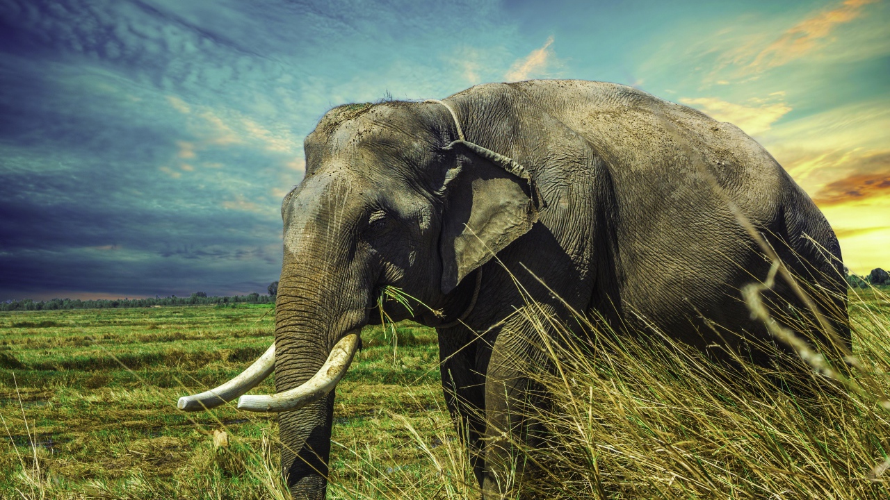 Большой серый слон идет по зеленой траве под голубым небом