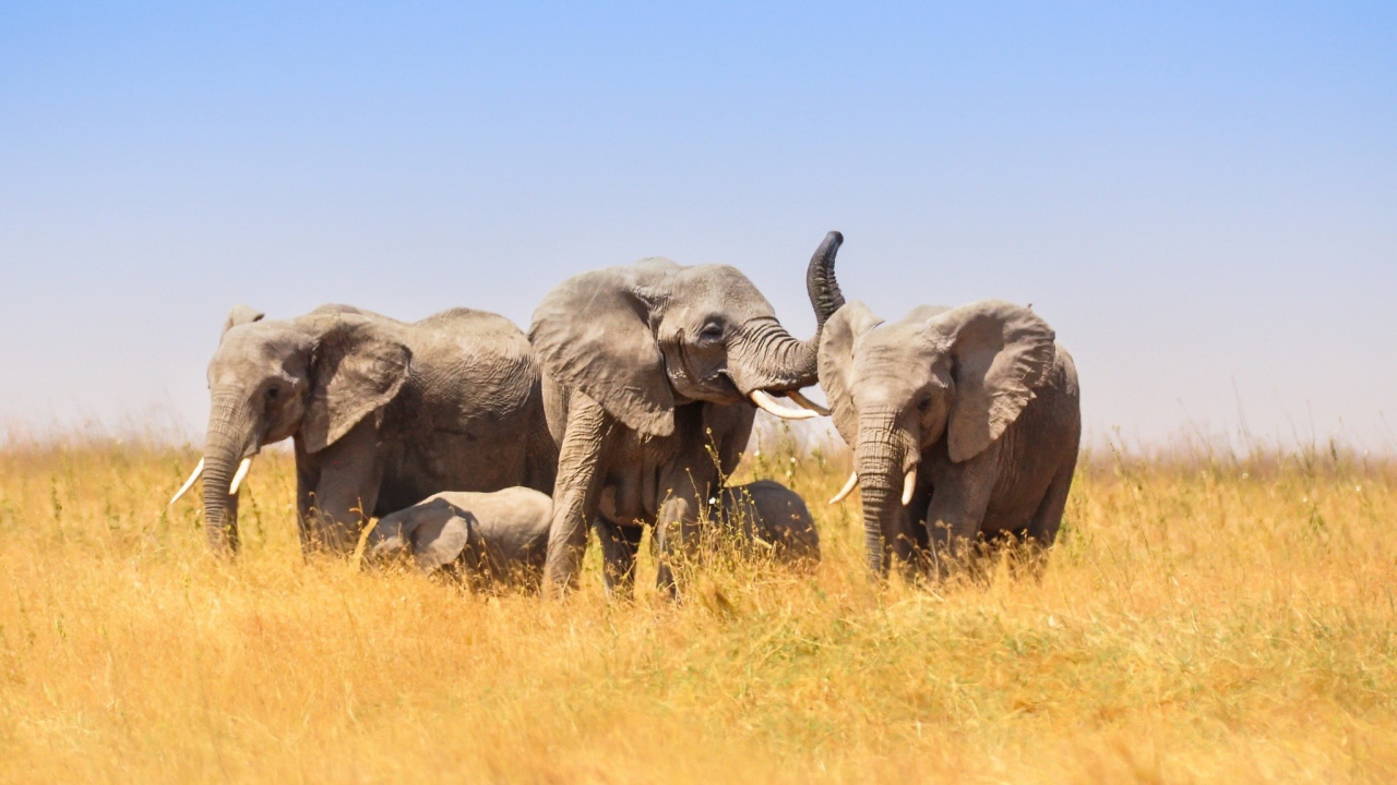 Большие слоны и маленькие слонята в африканской саванне 