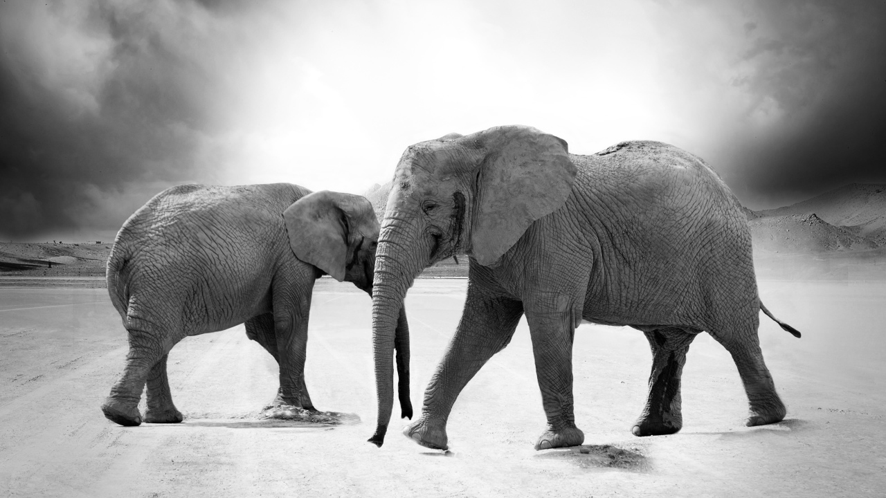 Слоны на дороге черно - белое фото 