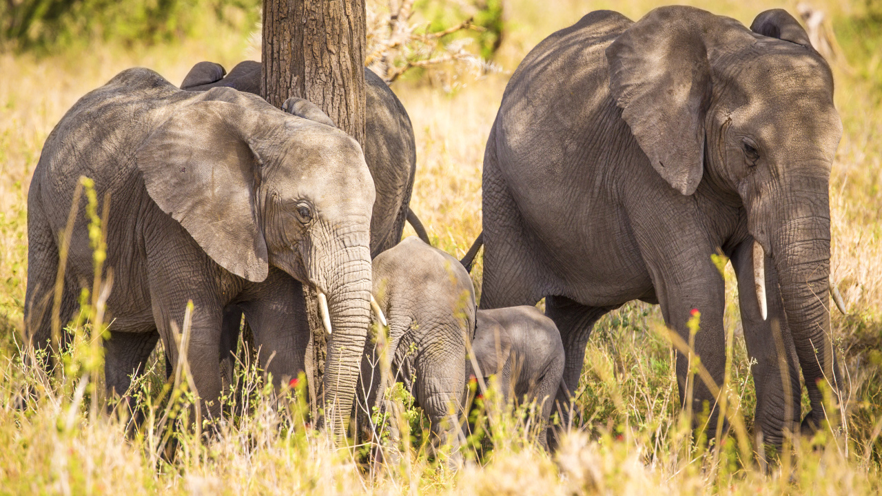 Семья больших серых слонов у дерева
