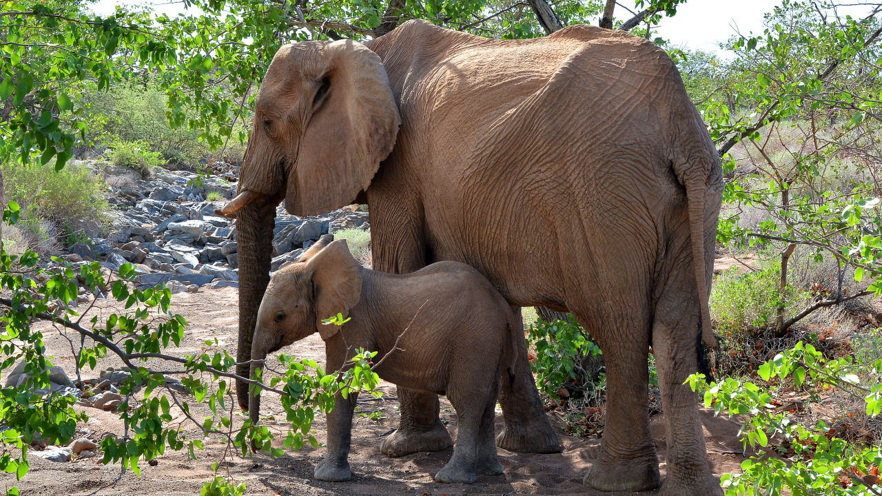 Мама слон с маленьким слоненком
