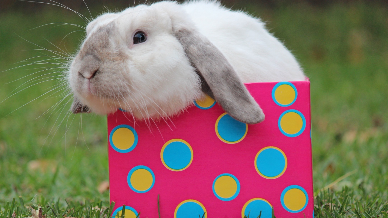 Забавный декоративный кролик сидит в разноцветной коробке