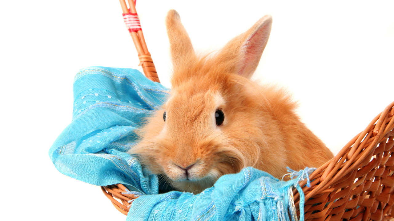 Рыжий пушистый кролик сидит в корзине на синем шарфе на белом фоне
