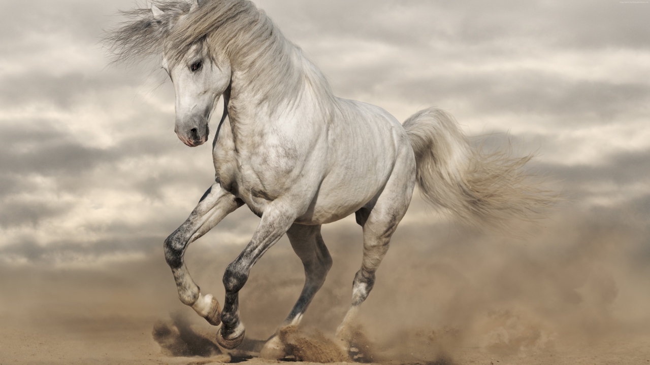 Красивая белая лошадь скачет по песку