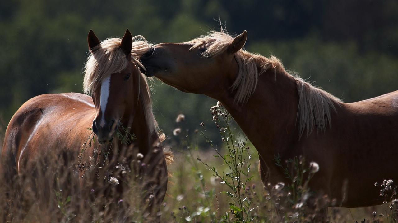 Пара красивых коричневых лошадей в поле 