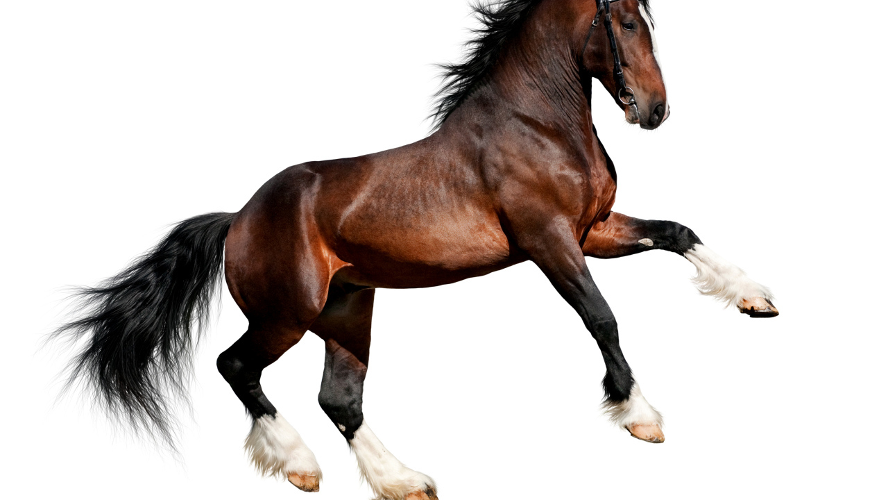 Красивый коричневый конь на белом фоне