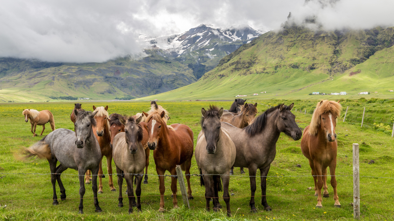 Табун лошадей в покрытых зеленью горах