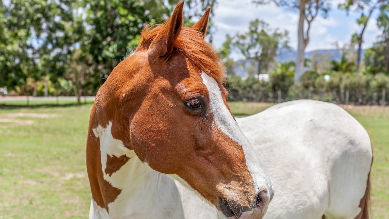 Бело -коричневая лошадь на ферме