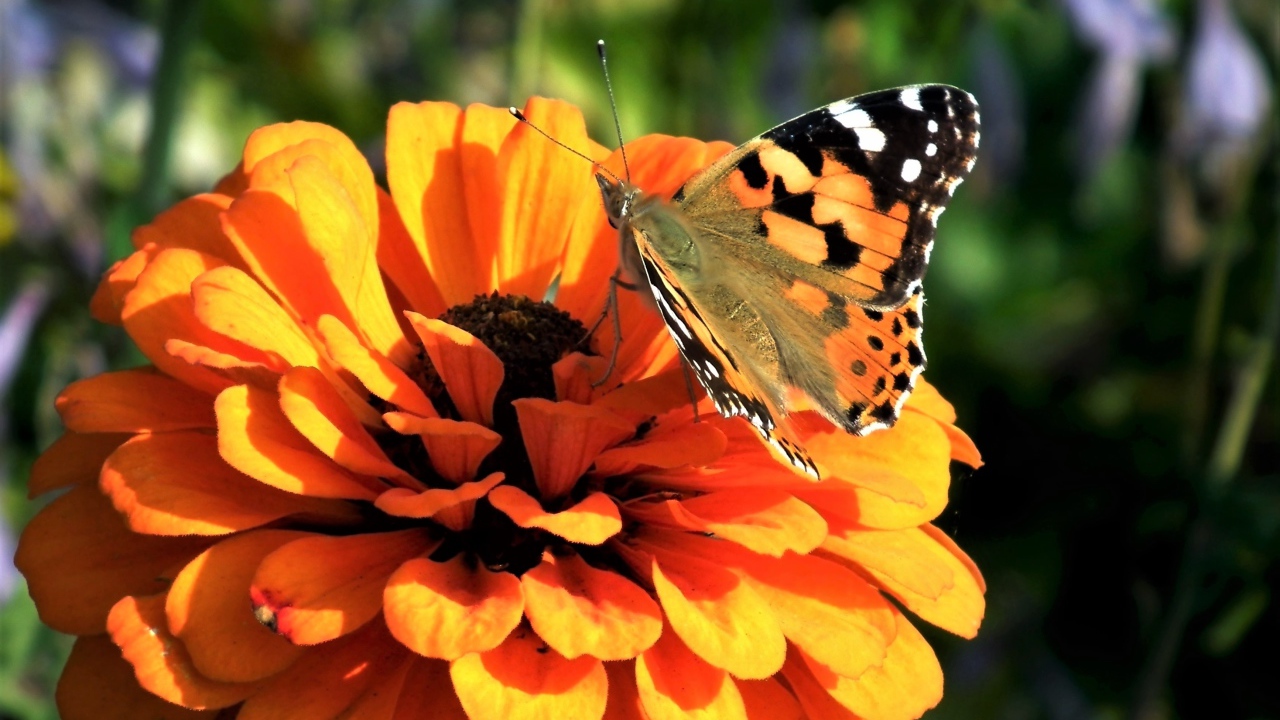 Красивая бабочка сидит на оранжевом цветке цинния