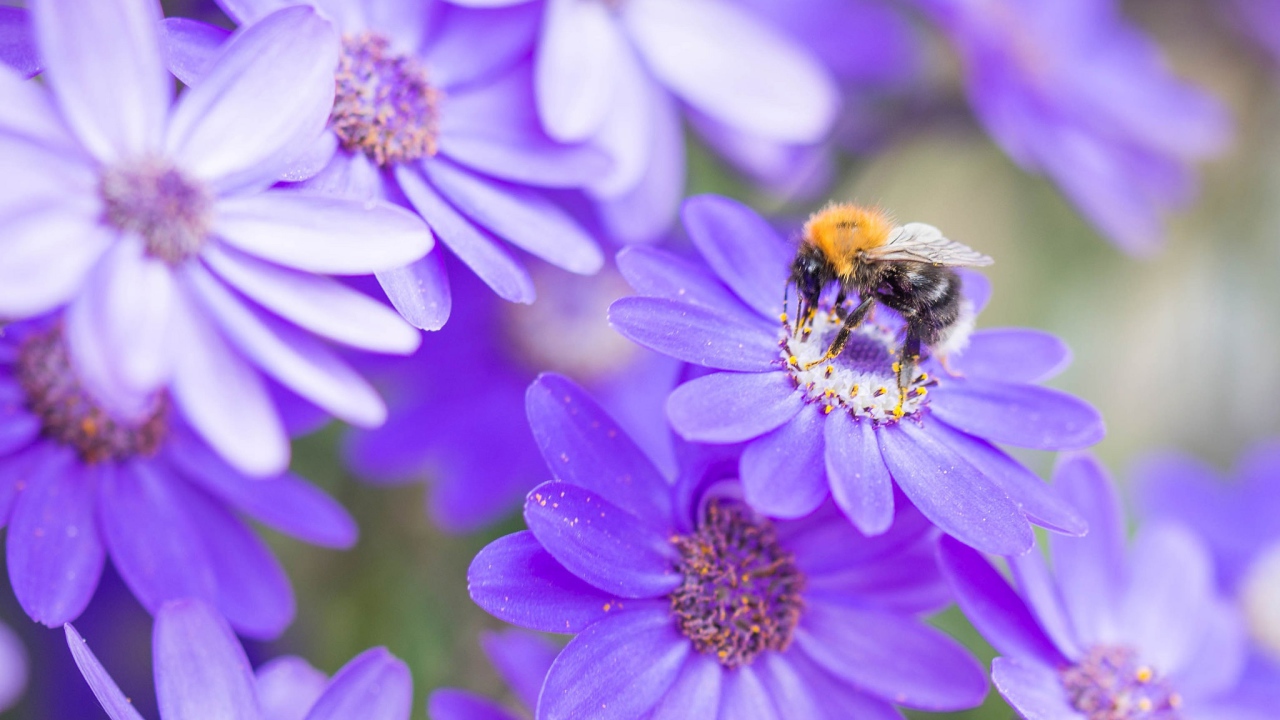 Пчела на красивом сиреневом цветке