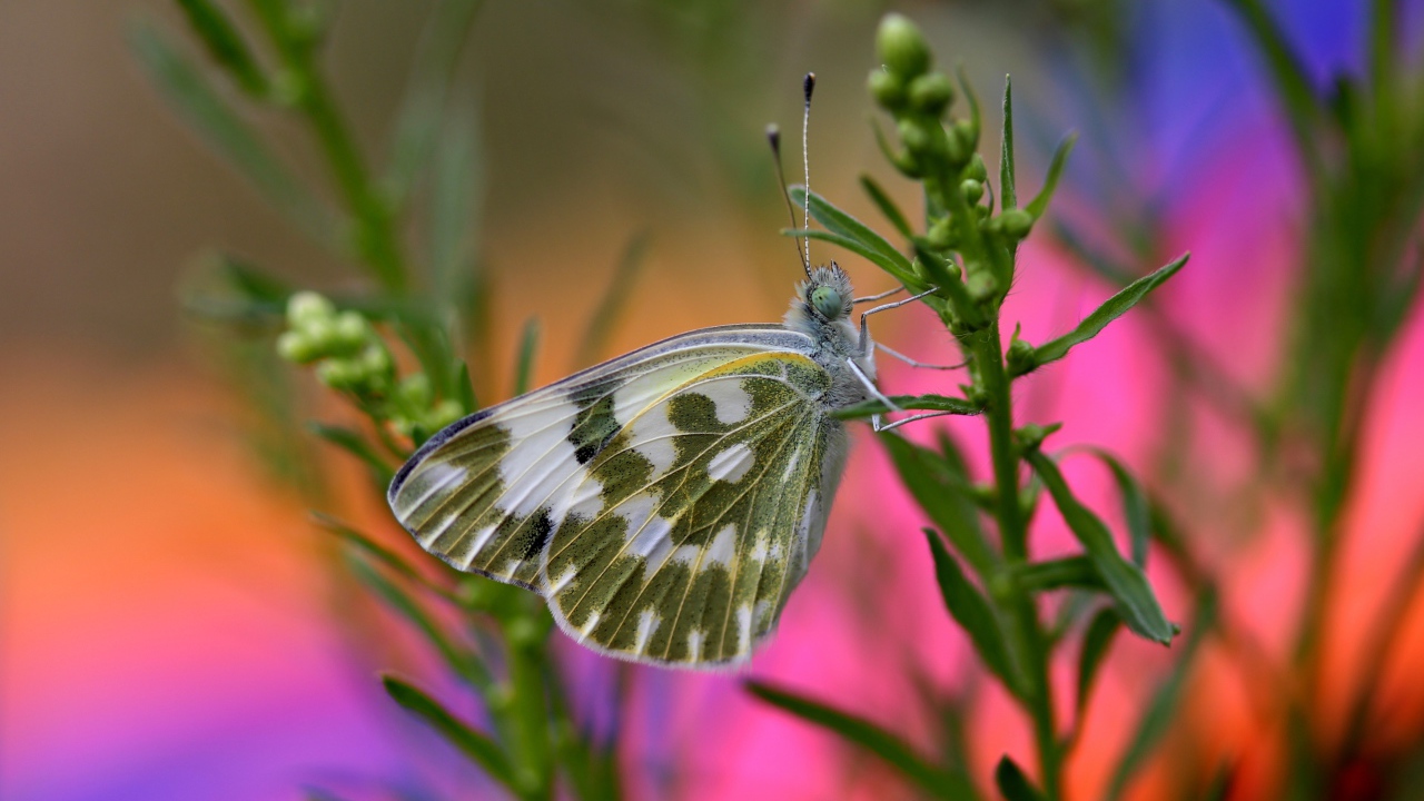 Бабочка сидит на зеленом растении крупным планом