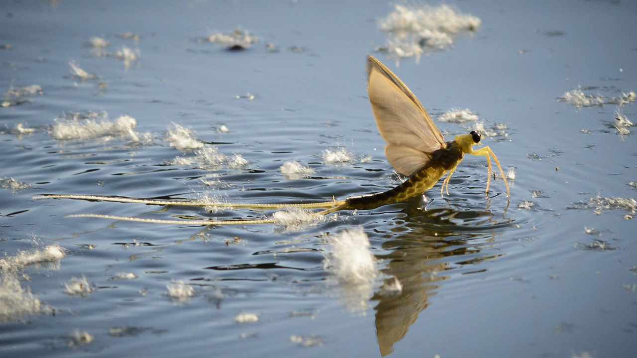 Насекомое Палингения длиннохвостая в воде 