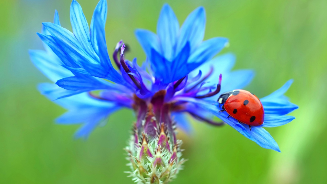 Божья коровка сидит на голубом васильке