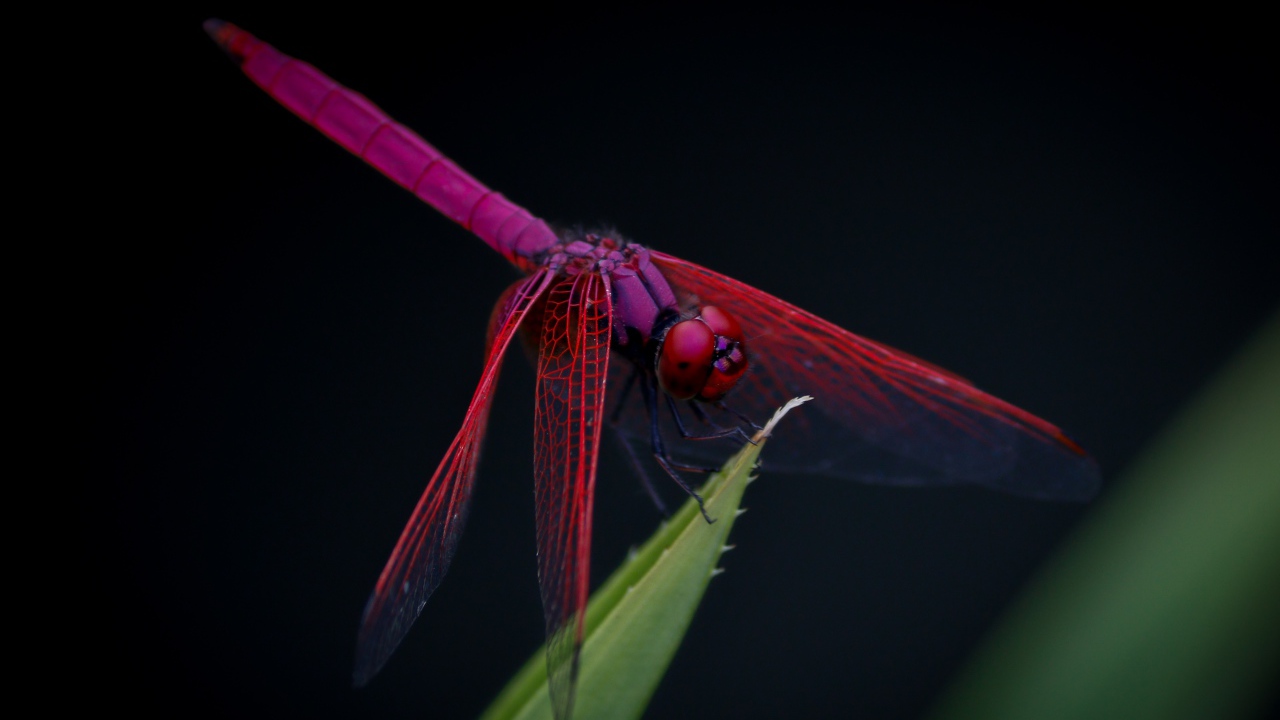 Красная стрекоза сидит на зеленом листе